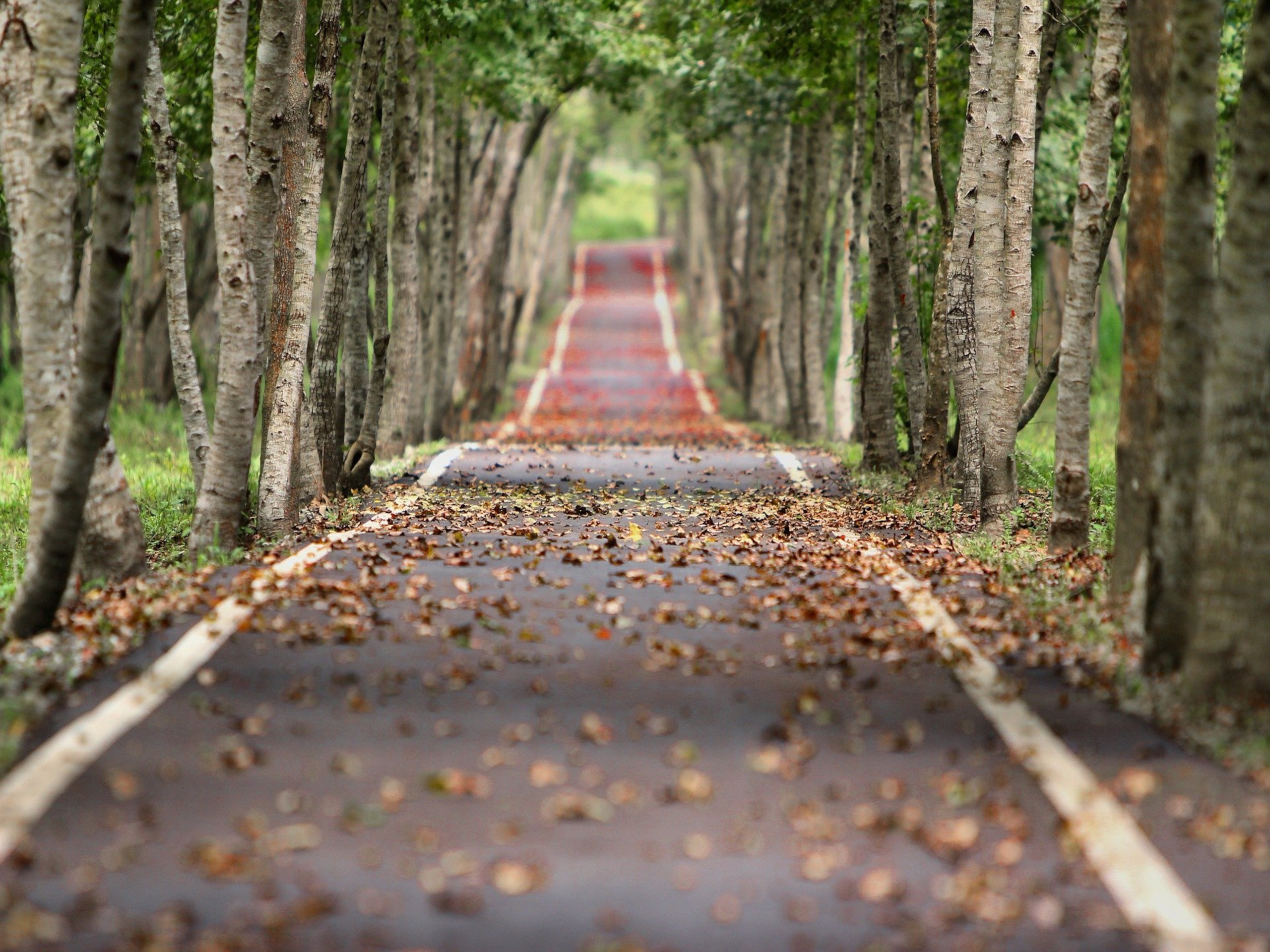 Waldweg